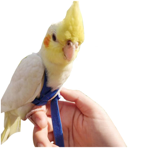 Arnés Ajustable para Pájaros y Loros, Cuerda de Tracción con Ala Bonita para Loros, Palomas y Periquitos - Product Image 5