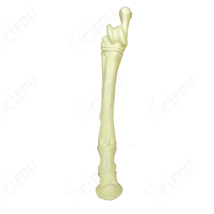 Equipo de enseñanza Modelo de enseñanza veterinaria Recurso de enseñanza Modelo de esqueleto animal Modelo de biología de esqueleto de caballo - Product Image 5