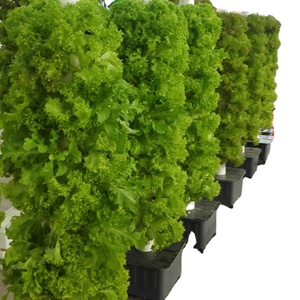 Idroponica coltiva <span class=keywords><strong>torri</strong></span> bianche 160/170cm eco-friendly in plastica resistente sistema di fioriera verticale per la coltivazione di ortaggi per la casa e il giardino - Product Image 4