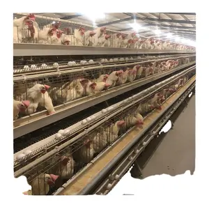 Cage pour animaux pondeuses Poulets Production d'œufs Cage pour poules pondeuses pour ferme Poulailler