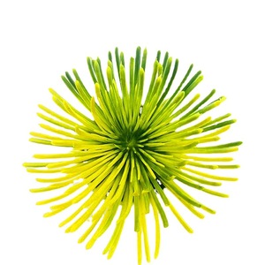 Plante artificielle succulente Qi Xing, 8 cm, en plastique, type épines du désert, en pot, pour la décoration intérieure - Product Image 5