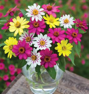 Burpee Modern Design Style Himbeer-Limonade-Mischung Zinnia 25er-Pack - Product Image 3