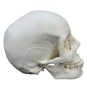 Modelo de cráneo blanco desmontado de 22 partes - Herramienta educativa de anatomía - Product Image 2