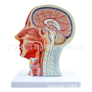 Modèle médical de la tête en section médio-sagittale avec vaisseaux sanguins et nerfs ; modèle facial ; modèle anatomique de la tête. - Product Image 3
