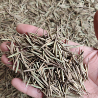 500 Gramos de Semillas de Bambú Moso Gigante (Phyllostachys Edulis) en Venta