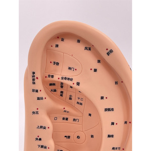 Modèle d'acupuncture auriculaire standard de 22 cm, modèle de points d'acupuncture auriculaires, modèle d'oreille, modèle de points d'acupuncture auriculaires avec base - Product Image 3