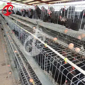 Layer Battery Cage Galvanized Automatic Chicken Layer Battery Cage For Sale In Philippines