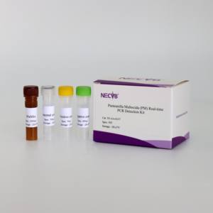 Hoch empfindliches fluor zieren des PCR-Kit zur präzisen Erkennung von Pasteur ella multocida bei Schweinen - Product Image 1