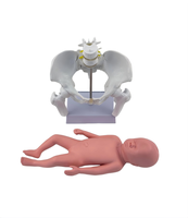 Modelo Flexible de Pelvis Femenina y Feto a Termen para Demostración de Parto Obstétrico y Entrenamiento de Partería