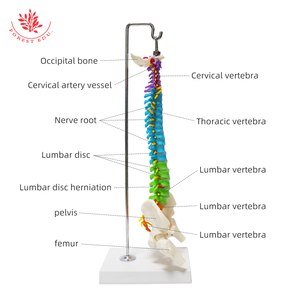 Humanes Anatomisches Farb-Rückwirbelmodell FRT018 kleine flexible Wirbel zervikal Lendenwirbel Nerven Medizin Forschung - Product Image 5