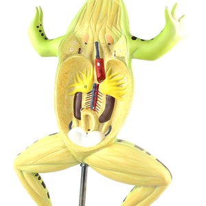 Modello Anatomico di Rana, Modello Biologico di Organi e Tessuti, Esemplari Animali per Scopi Medici - Product Image 3