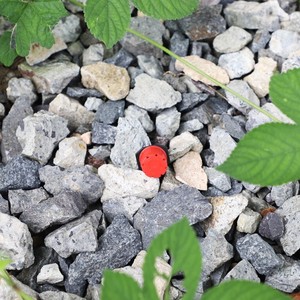 Drip Irrigation DaringFish: Gotero Ajustable de 8 Orificios Rojo, Plástico de Ingeniería, para Jardinería Doméstica y Espacios Públicos Verdes - Product Image 2