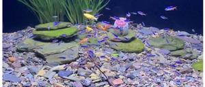 Decoración Ecológica de Cerámica de Piedra QS-<span class=keywords><strong>Stream</strong></span> de QIANGSHAN para Acuarios y Peceras de Salón - Product Image 6