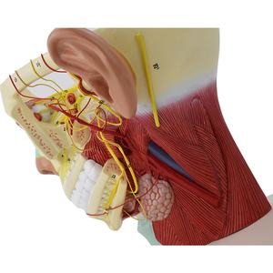 Model medis kepala saraf plastik model bedah saraf tengkorak anatomi saraf kranial pengajaran - Product Image 4