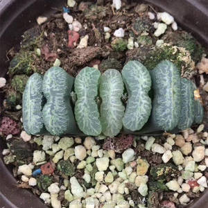 1,18 "-1,9" Haworthia Truncata "Weng" IndoorPlants Plantas ornamentales al por mayor para vivero - Product Image 3