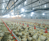 Mangeoire automatique en plastique PP de type plancher pour poulets de chair, équipement d'élevage avec garantie d'un an pour usage agricole
