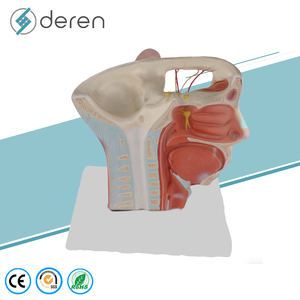 Modelo de Anatomía Neurovascular de Cabeza y Cuello a Tamaño Real, Modelo de Cráneo con Venas Dilatadas y Mandíbula para Entrenamiento en Cirugía Plástica - Product Image 5