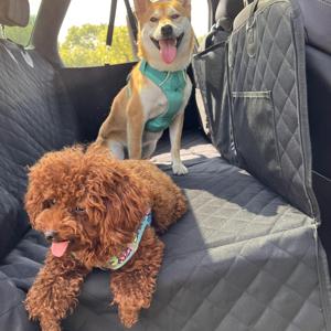 Funda de asiento de coche para perros de lujo con extensor, hamaca antideslizante para mascotas para protección de asiento trasero, ventana de malla transpirable y bolsillos de almacenamiento - Product Image 1