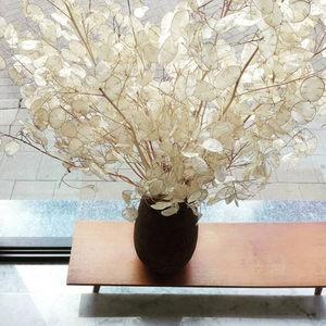 Fleurs décoratives les plus populaires INS, fleurs séchées et plantes, lunaria naturelle conservée pour la décoration de la maison - Product Image 6