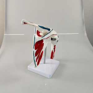 Comprend les points d'origine et d'insertion musculaires, modèle de l'articulation de l'épaule, articulations humaines, scapule, clavicule, explication pédagogique, modèle - Product Image 1