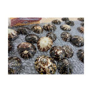 Los regalos de recuerdo de playa para la satisfacción del cliente concha de mar pulida Lapa concha de caracol tamaño grande para el Festival de Hawaii - Product Image 5