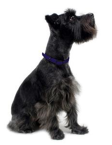NiBao-Collar con revestimiento de PVC para perros y mascotas, nuevo producto, personalizado, sin olor - Product Image 6