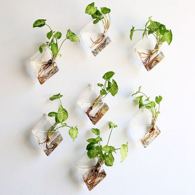 clear vase mounted wall