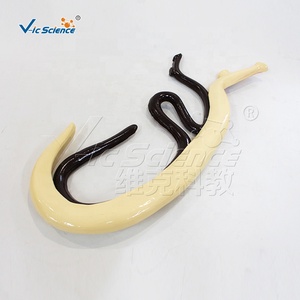 Modello di Schistosoma Staccabile: Modello Didattico di Biologia dei Parassiti con Copulazione Maschile e Femminile - Product Image 5