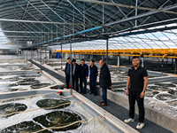 Tilapia-Garnelen-Wels-Fischzuchtmaschinen RAS-Kreislaufanlagen für Aquakultur Brutstationen Fischzuchtbecken