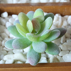 <span class=keywords><strong>Simulation</strong></span> créative de plantes succulentes, petite plante artificielle réaliste, fleurs en plastique, naturelles et <span class=keywords><strong>frais</strong></span>, pour décorations, pièces - Product Image 4