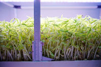 Système automatisé de culture hydroponique de micro-légumes avec pompe et support de semis pour l'agriculture intérieure