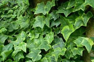 天然イビー茎エキス粉末 ヘデラ・ネパレンシスKエキス 10:1 イビー葉エキス粉末 - Product Image 3