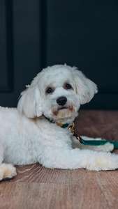 Avocat vert fait à la main en cuir laisse chien marche accessoire Durable plomb pour animaux de compagnie Premium cuir chiot accessoire - Product Image 2