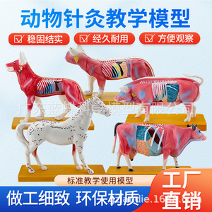 Modèles d'acupuncture corporelle pour chien, chat, cochon, vache et cheval ; points d'acupuncture canine ; acupuncture animale ; enseignement vétérinaire - Product Image 4