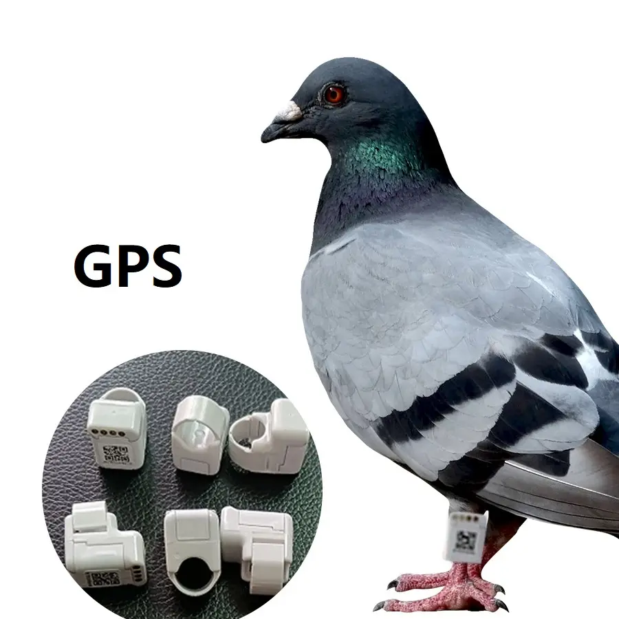 ホットセールanneaux avec gps pour oiseaux Electronic Bird Tracker Gps Pigeon Tracking Foot Ring for Pigeon Racing Training
