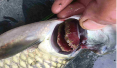 Beste Parasiet Detox Natuurveiligheid Geen Schadelijke Residu Blokkeert Zenuwgeleiding Energiemetabolisme Van Parasieten - Product Image 4