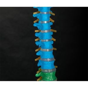 Заводской сертификат ISO9001, натуральный размер, затылочный позвоночник, таз, голова бедренной и спинномозговой нервы, модель анатомии мышц позвоночника - Product Image 3