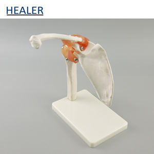 Modelo anatómico de articulación de <span class=keywords><strong>hombro</strong></span> de <span class=keywords><strong>esqueleto</strong></span> <span class=keywords><strong>humano</strong></span> con modelo de enseñanza de ligamento para ciencia médica - Product Image 3