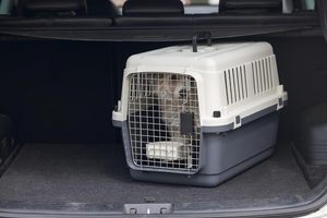 Boîte de transport en plastique <span class=keywords><strong>Karlie</strong></span> pour chats et chiens - Design extérieur écologique et tendance, conforme à la réglementation IATA pour le transport d'animaux vivants - Product Image 4