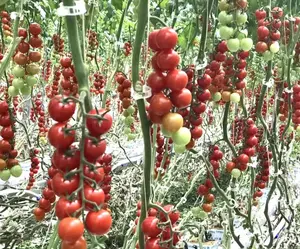 Venda de fábrica diretamente agricultura pp embalagem baler tomate twine com cor branca natural