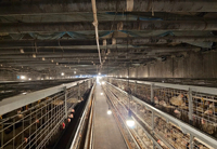 Cages électriques manuelles pour poulets de chair, cages à batterie de type H pour poulets de chair, pour poulaillers
