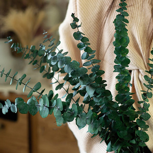 12 tiges d'eucalyptus séchées et préservées, 17 pouces, 100% naturelles, feuilles fraîches, plantes suspendues, verdure, décoration de <span class=keywords><strong>douche</strong></span> et de maison, fleurs - Product Image 2