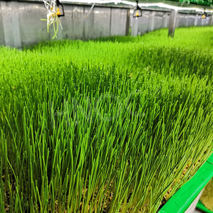 Hnoc tự động thủy canh nảy mầm phát triển container hệ thống màu xanh lá cây thức ăn gia súc lúa mạch nảy mầm đậu phộng máy - Product Image 3