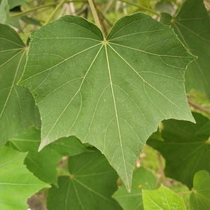 Vente de Matériaux Herbacés Chinois : <span class=keywords><strong>Feuilles</strong></span> de Rose et d'<span class=keywords><strong>Hibiscus</strong></span> Séchées Brutes - Product Image 5