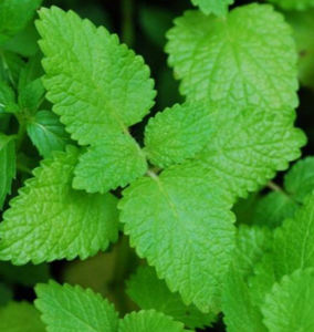 最高価格のレモンバームの葉 レモンバーム レモンバームエキス - Product Image 3