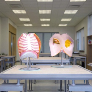 Modelo anatómico de entrenamiento de la Escuela de Medicina, modelo de mama de Anatomía de la ciencia médica, maniquí de silicona y plástico <span class=keywords><strong>para</strong></span> entrenamiento de enfermera - Product Image 2