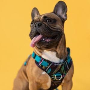 Harnais pour chien rembourré doux sans traction réglable gilet confortable pour animaux de compagnie pour petits chiens de taille moyenne facile à allumer et à enlever - Product Image 3