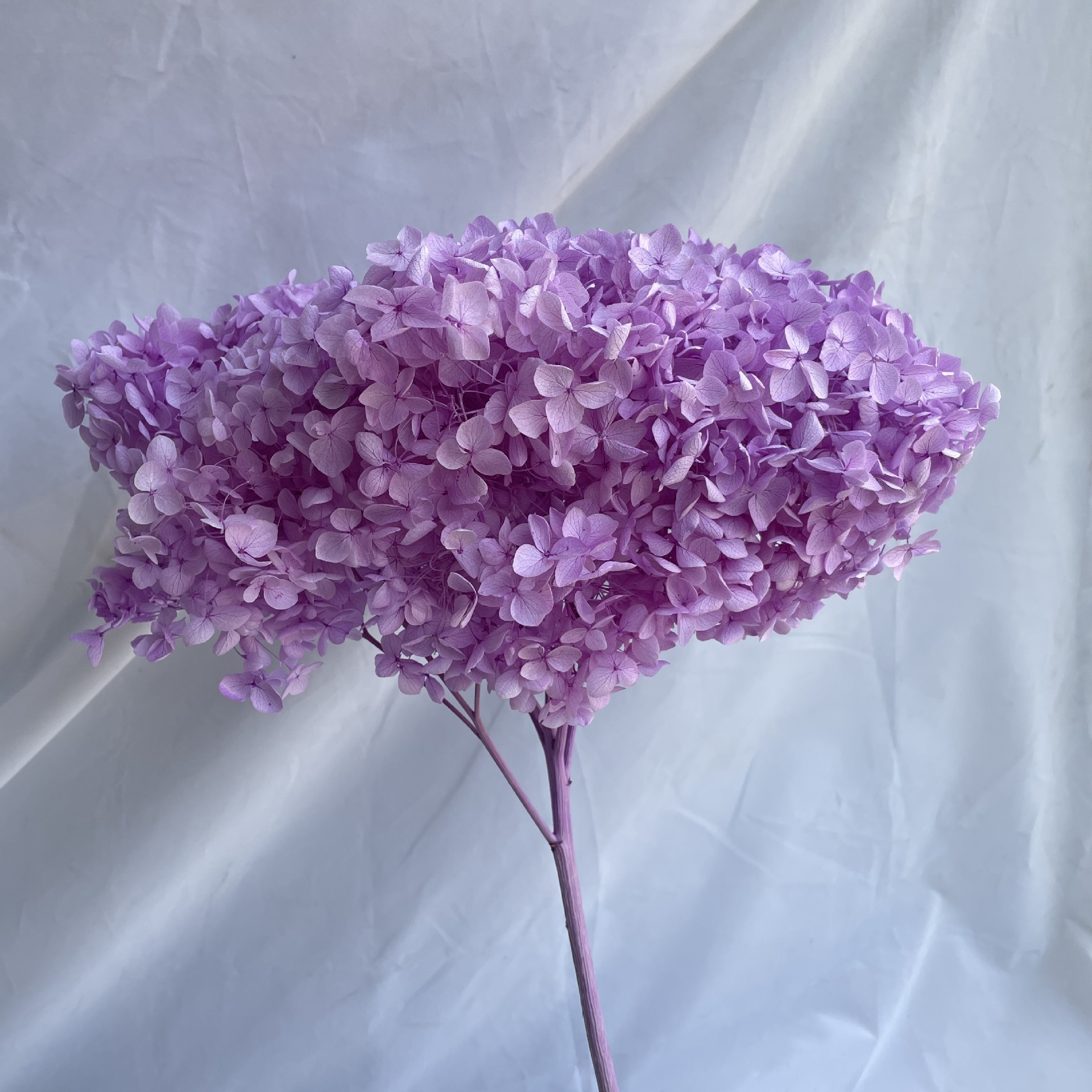 Rose pourpre