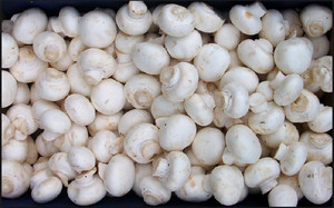 Detan <span class=keywords><strong>champignon</strong></span> congelati all'ingrosso/prezzi all'esportazione di produzione di funghi bianchi - Product Image 6