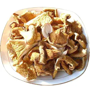 批发生Panellus 5-羟色胺干Panellus serotius蘑菇食品晚秋平菇
